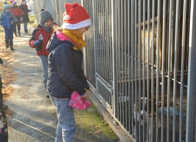 Zbiórka karmy dla zwierząt w Zespole Szkół w Karpaczu