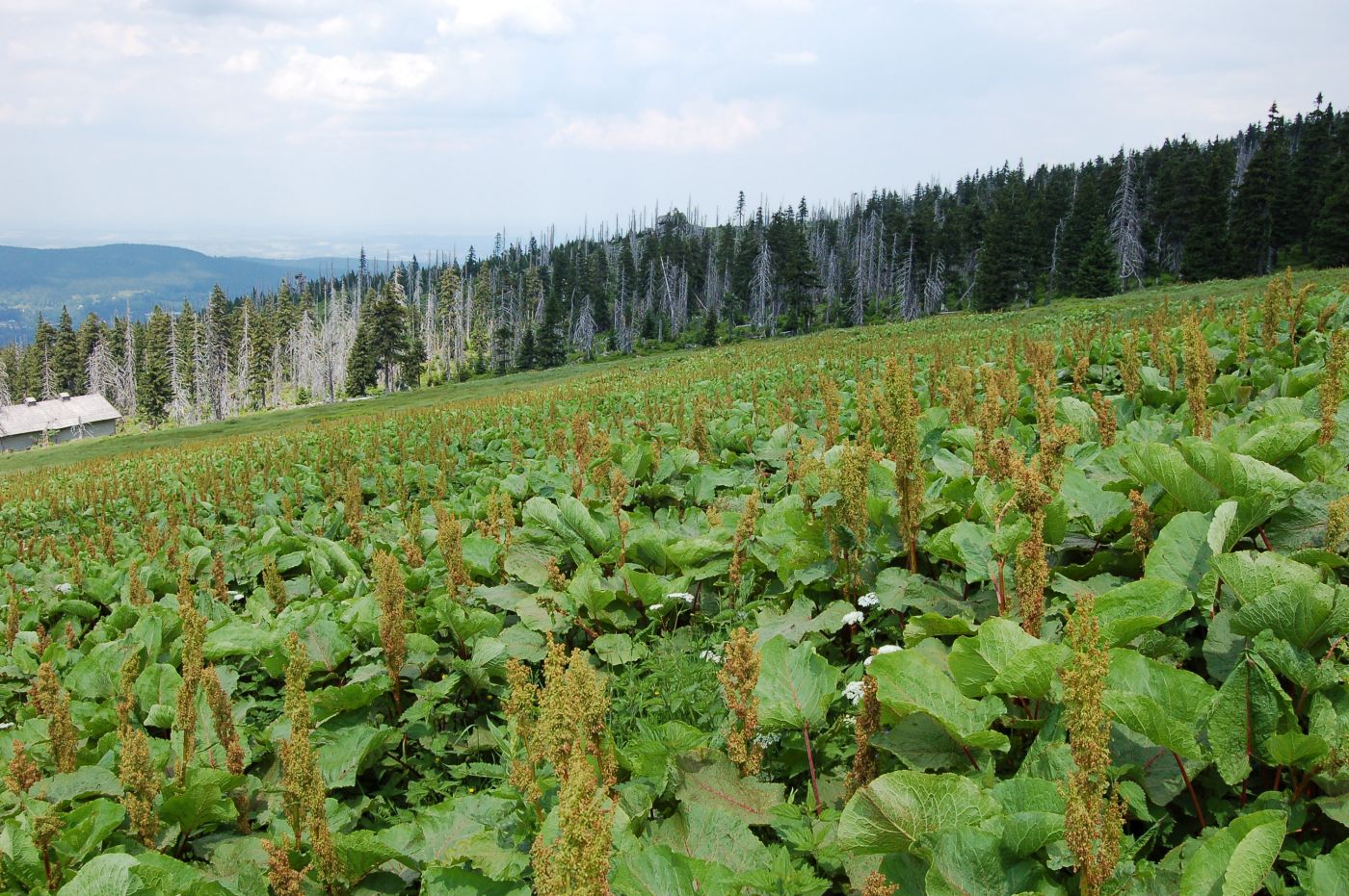 Sobótka – VII Niezwykły Wieczór Świętojański 