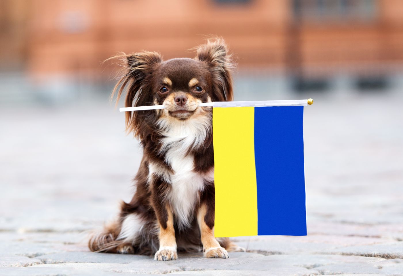Informacje dla obywateli Ukrainy podróżujących ze zwierzętami
