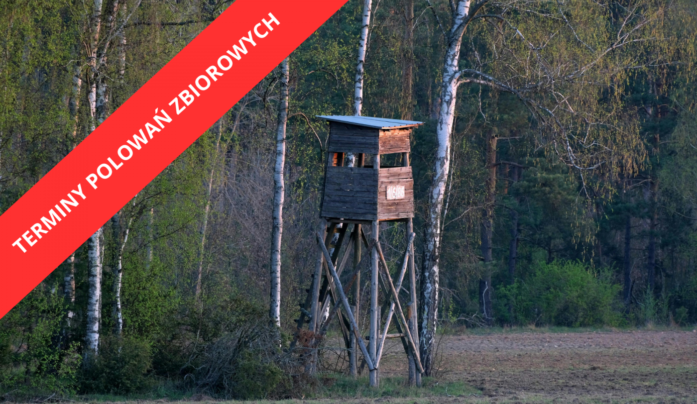 Obwieszczenie burmistrza dotyczące planowanego terminu polowań zbiorowych