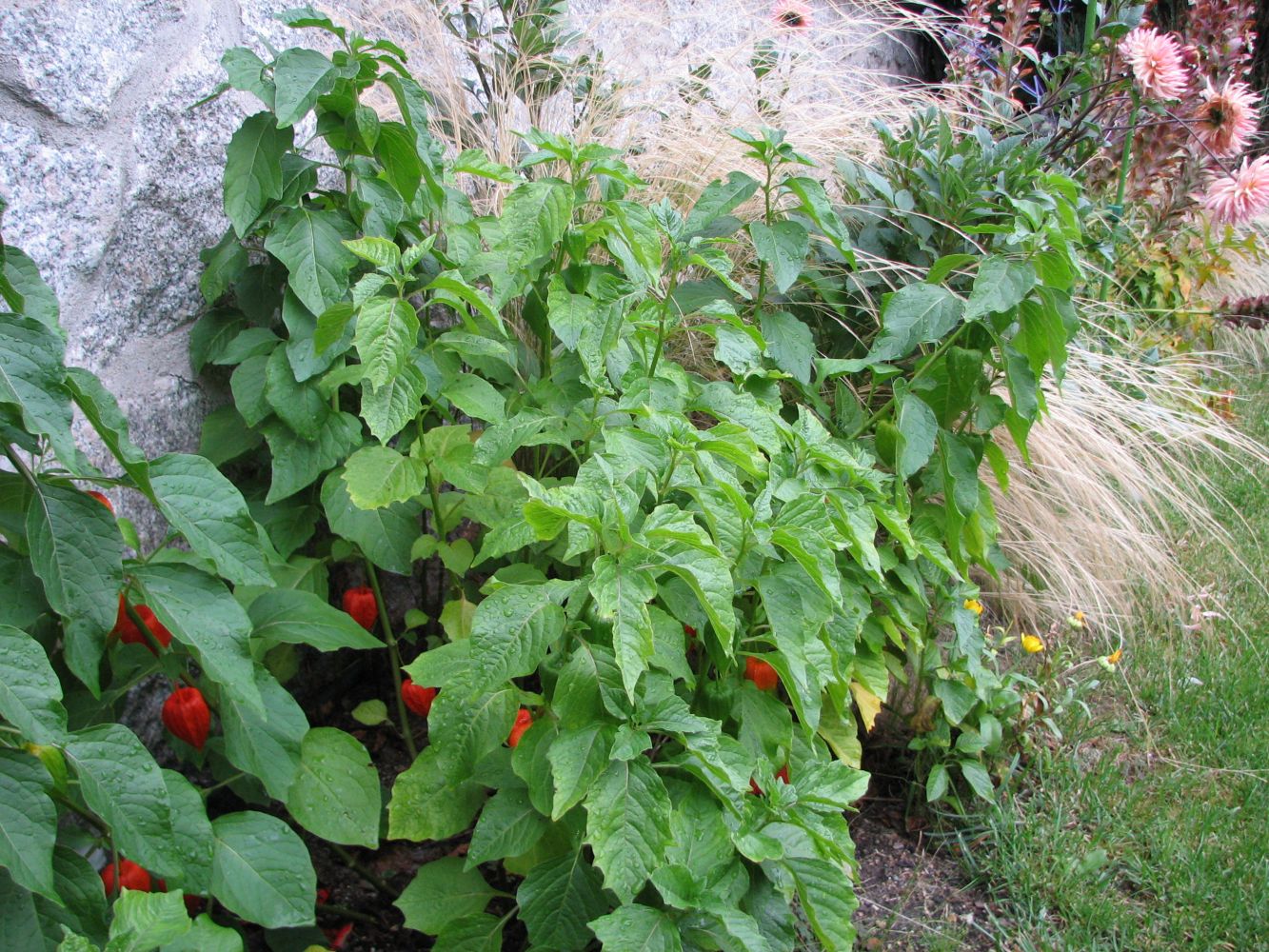 Festiwal Traw i Kwiatów Jesieni