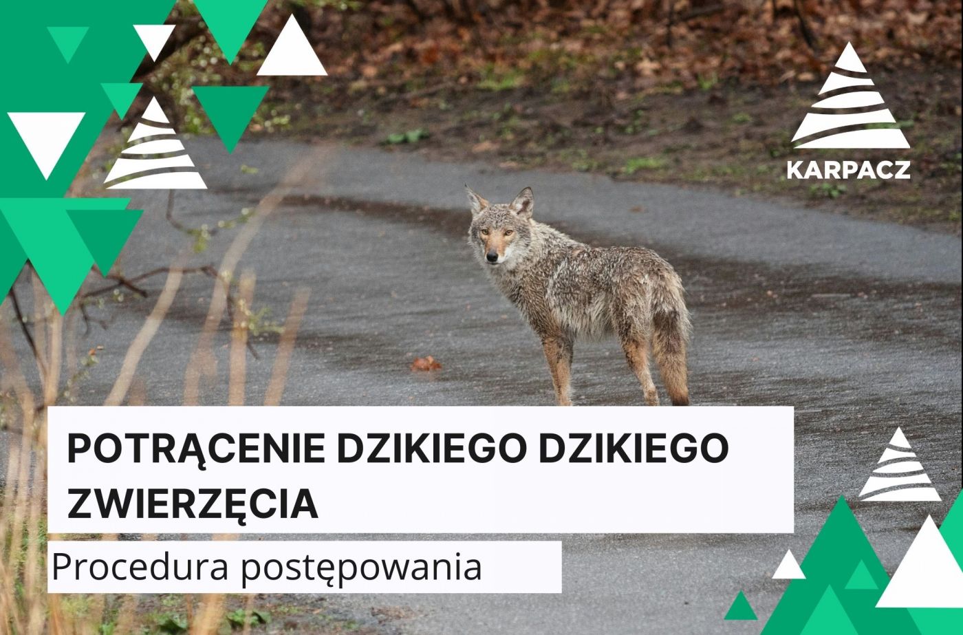 Co zrobić w sytuacji potrącenia dzikiego zwierzęcia? 