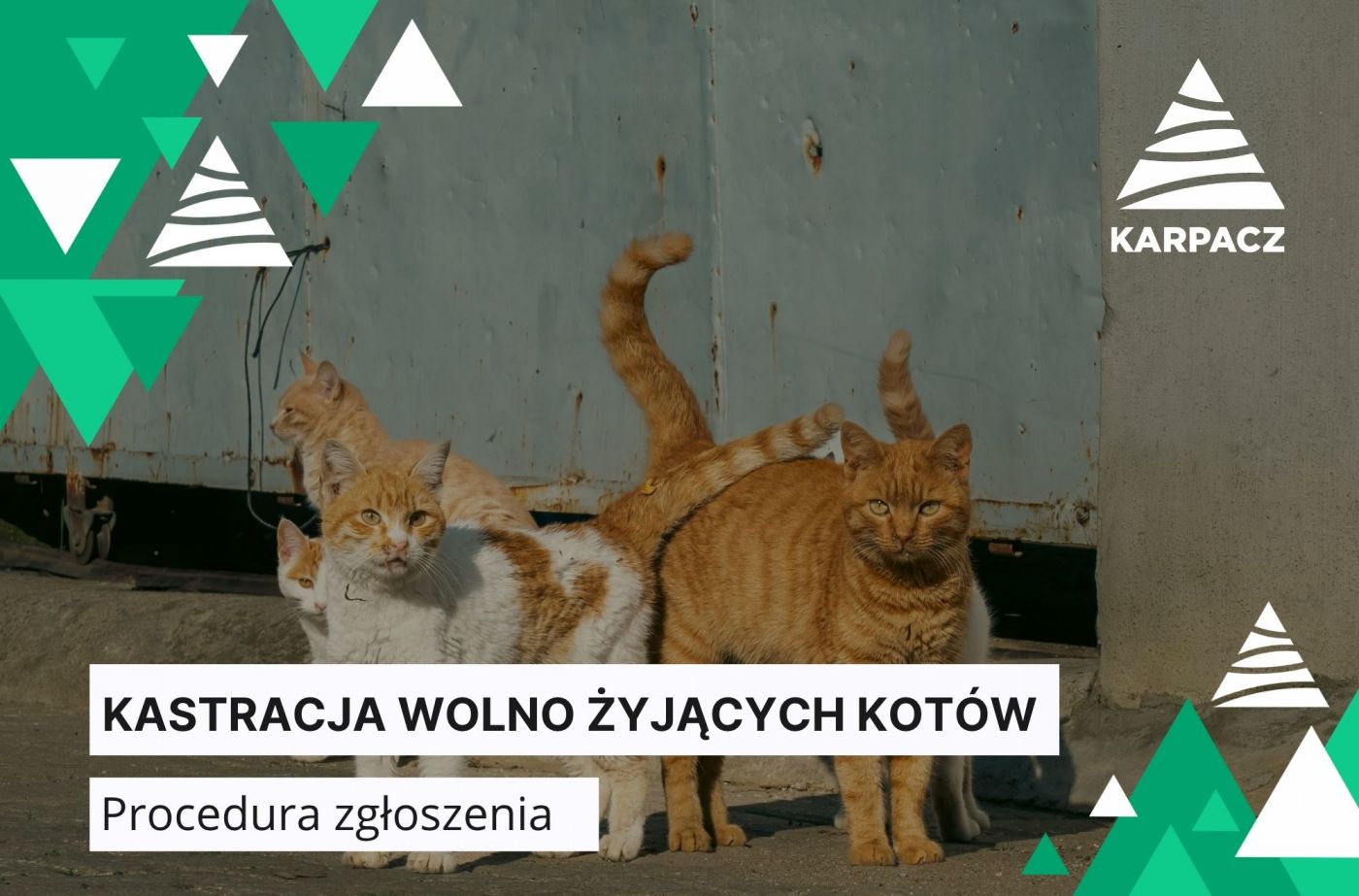 Kastracja wolno żyjących kotów – procedura zgłoszenia