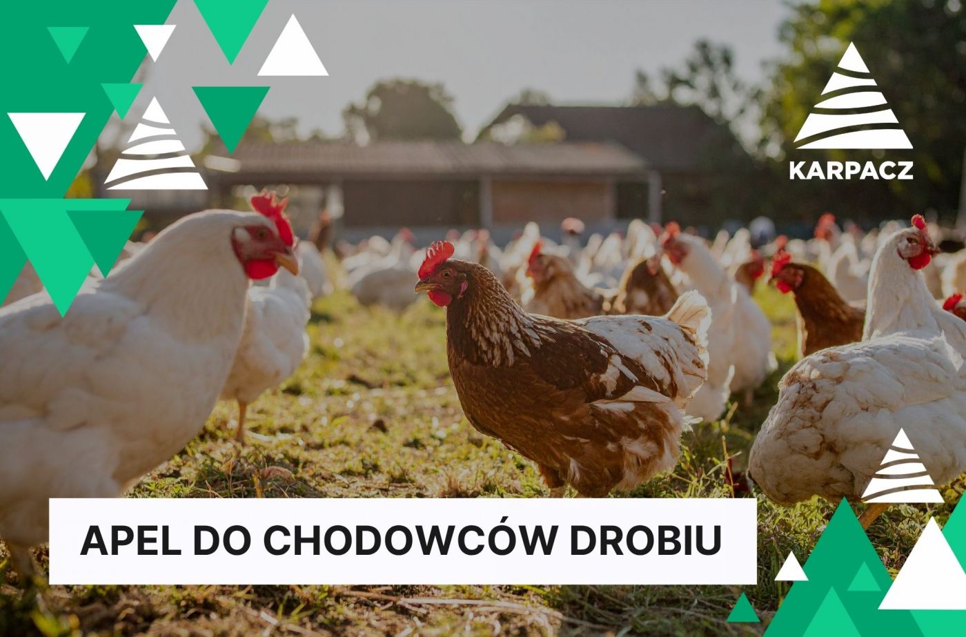 Apel do hodowców drobiu