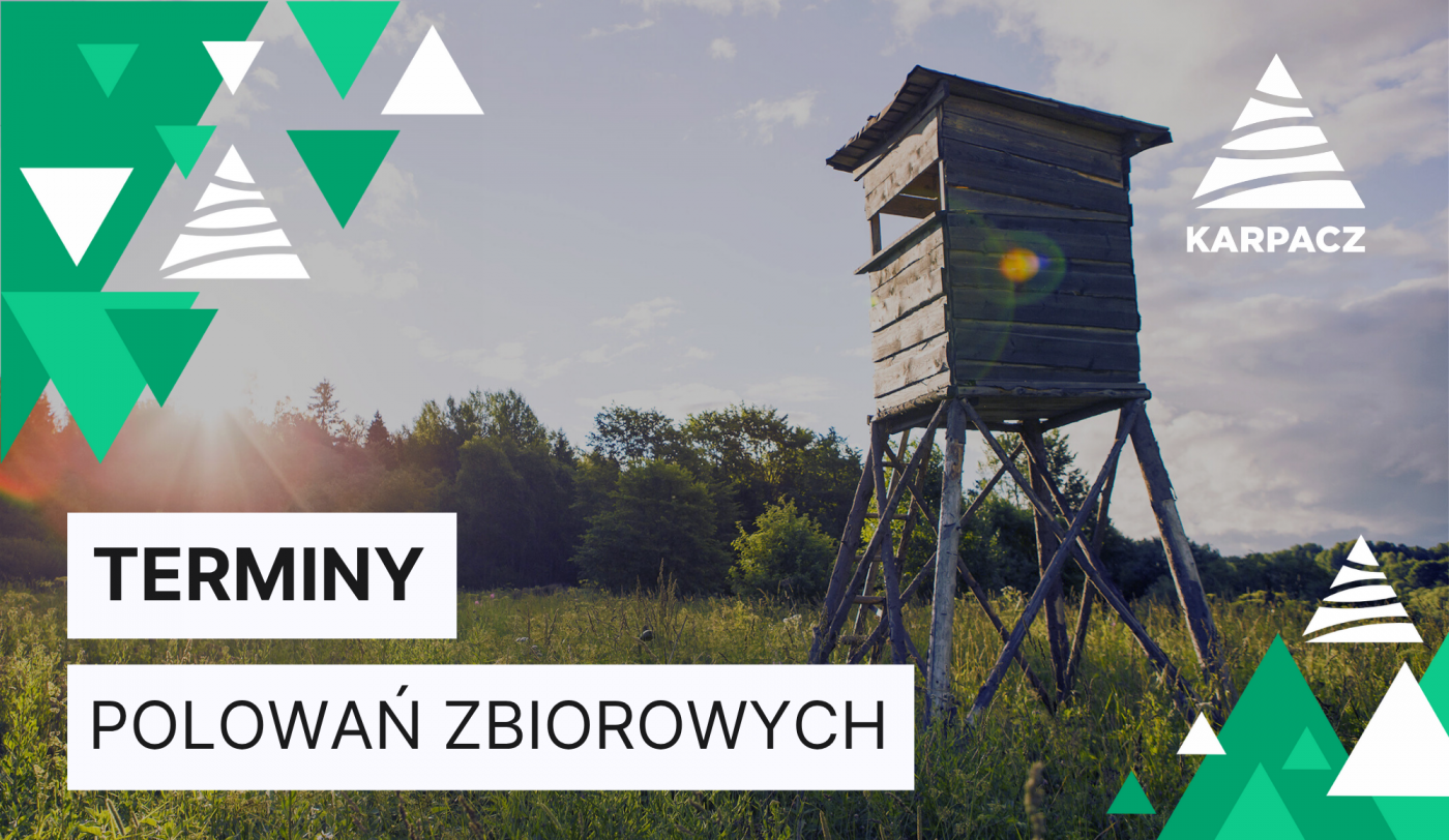 Obwieszczenie burmistrza dotyczące planowanego terminu polowań zbiorowych