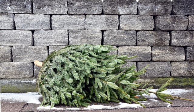 Bezpłatna zbiórka choinek naturalnych