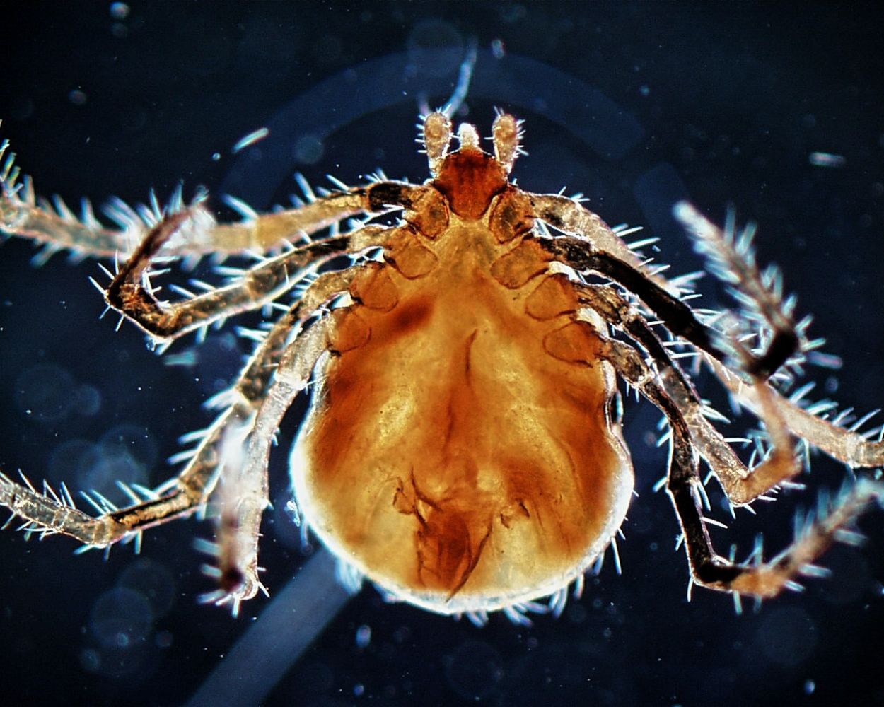 Sobótka – V Niezwykły Wieczór Świętojański. Kleszcze to nie samo zło