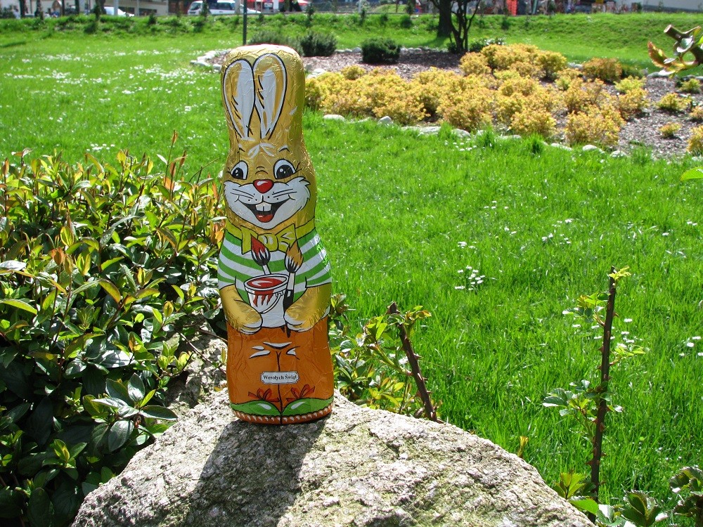 Szukanie Wielkanocnego Zajączka