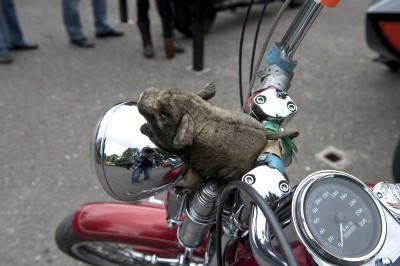 Piknik Entuzjastów Harley Davidson