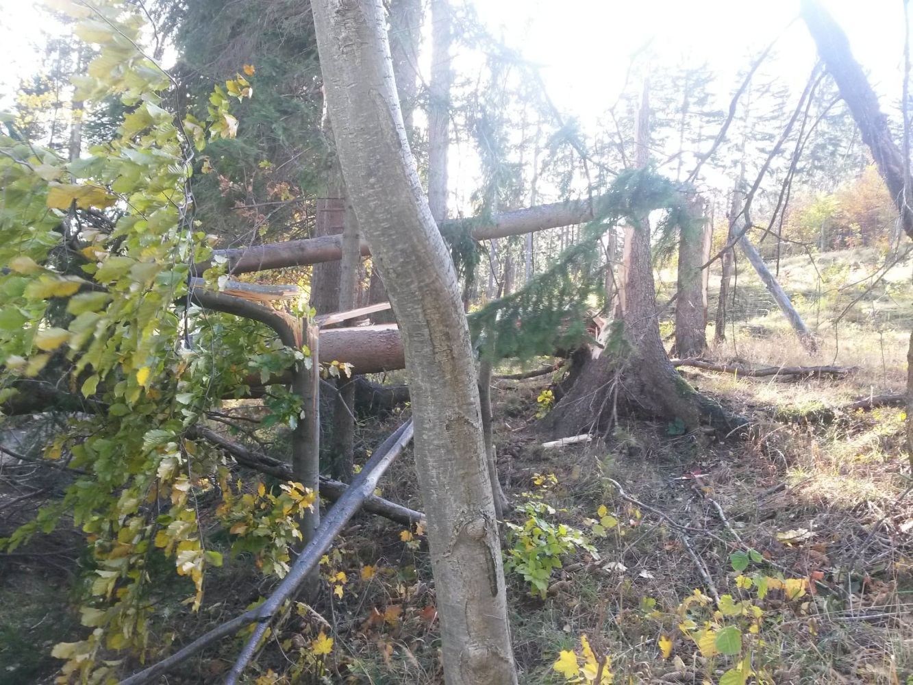 Komunikat Nadleśnictwa Snieżka