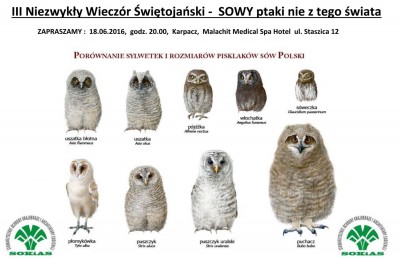 SOWY – ptaki nie z tego świata