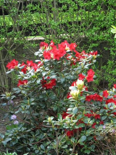 Wiosenne ogrody – cieszą oczy i chronią zdrowie 