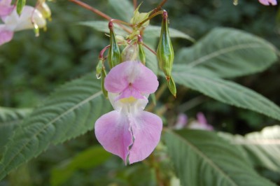 Sobótka – VII Niezwykły Wieczór Świętojański 