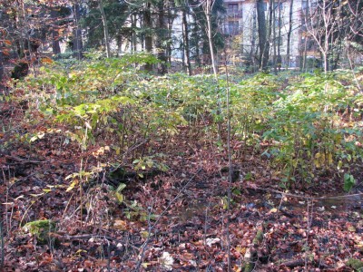 Sobótka – VII Niezwykły Wieczór Świętojański 