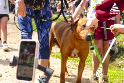 Bieg do Kotła Łomniczki Wiosna 23.05.2026