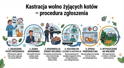 Kastracja wolno żyjących kotów – procedura zgłoszenia